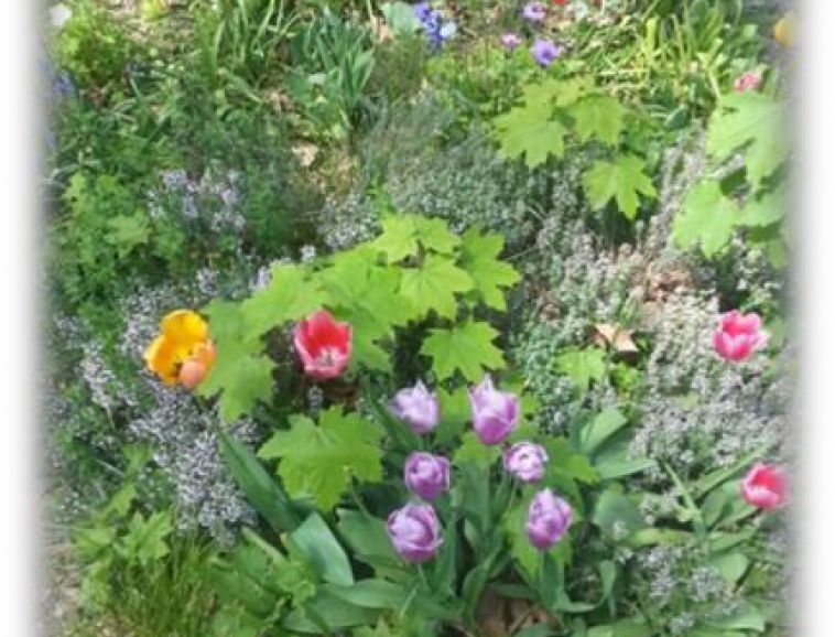 Jardin-St Marie Valence.jpg